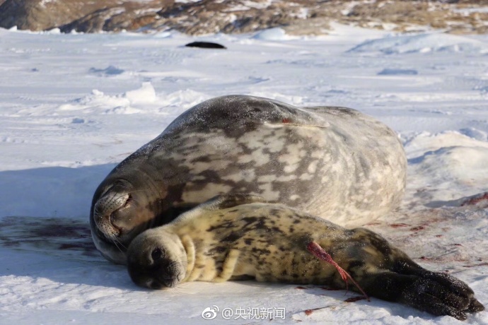 南極中山基地付近で今年1頭目のアザラシが誕生