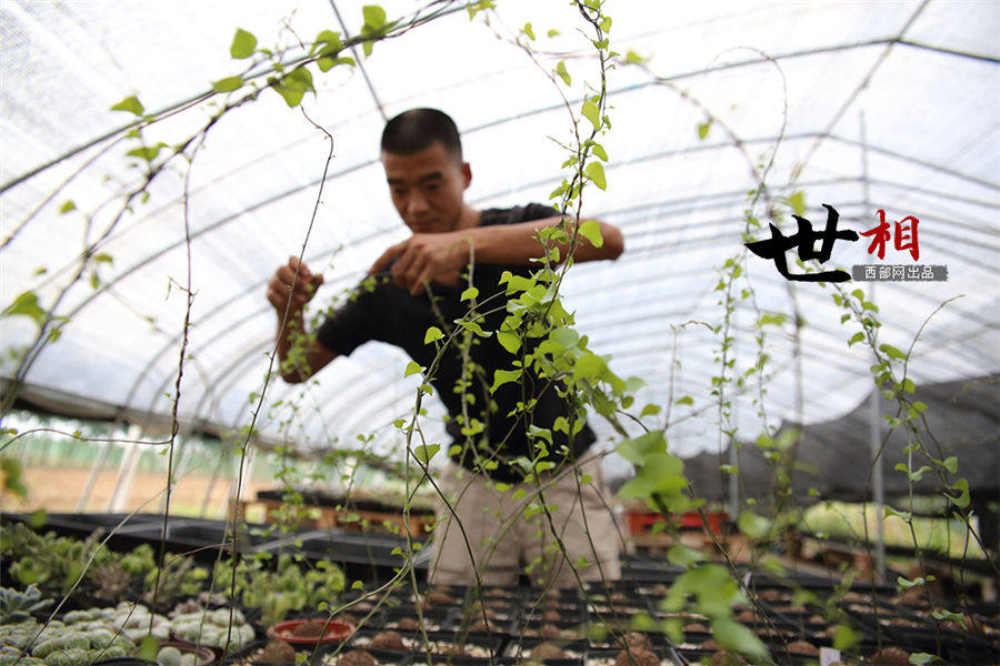 白鹿原に住む「多肉植物」専門の植木屋　西安市