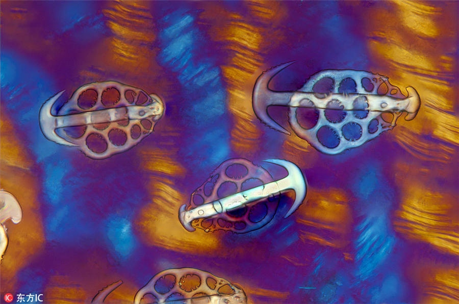 ロンドン王立協(xié)會主催の撮影コンテスト入選作品公開　「隠れた世界」を覗く