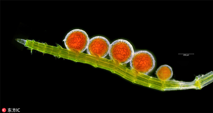 ロンドン王立協(xié)會(huì)主催の撮影コンテスト入選作品公開　「隠れた世界」を覗く