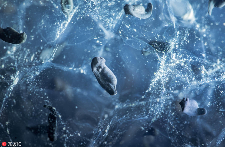 ロンドン王立協(xié)會主催の撮影コンテスト入選作品公開　「隠れた世界」を覗く