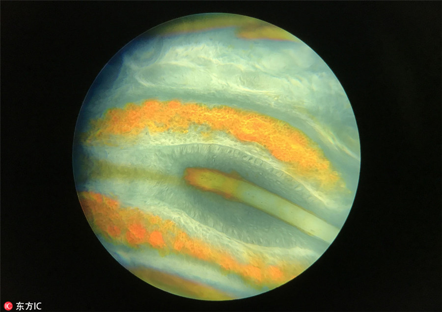 ロンドン王立協(xié)會主催の撮影コンテスト入選作品公開　「隠れた世界」を覗く