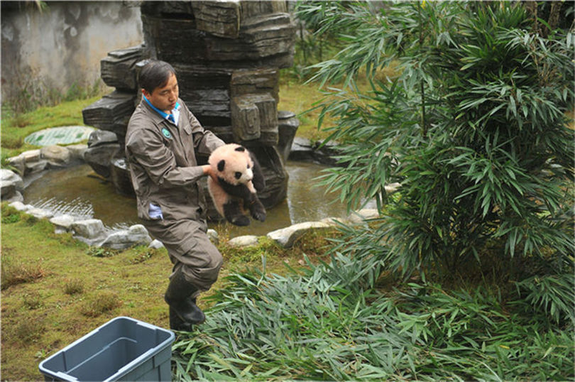 この可愛(ài)さに耐えられるか？今年生まれたパンダの赤ちゃん36頭勢(shì)ぞろい