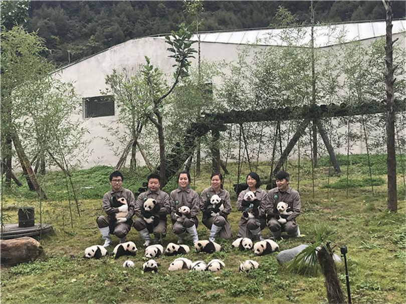 この可愛さに耐えられるか？今年生まれたパンダの赤ちゃん36頭勢(shì)ぞろい