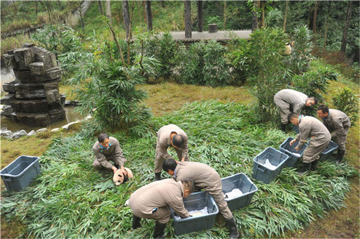 この可愛さに耐えられるか？今年生まれたパンダの赤ちゃん36頭勢ぞろい