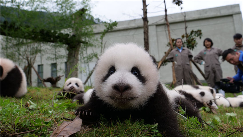 この可愛さに耐えられるか？今年生まれたパンダの赤ちゃん36頭勢ぞろい