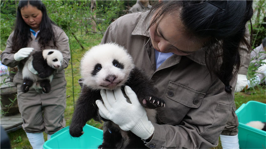 この可愛さに耐えられるか？今年生まれたパンダの赤ちゃん36頭勢ぞろい