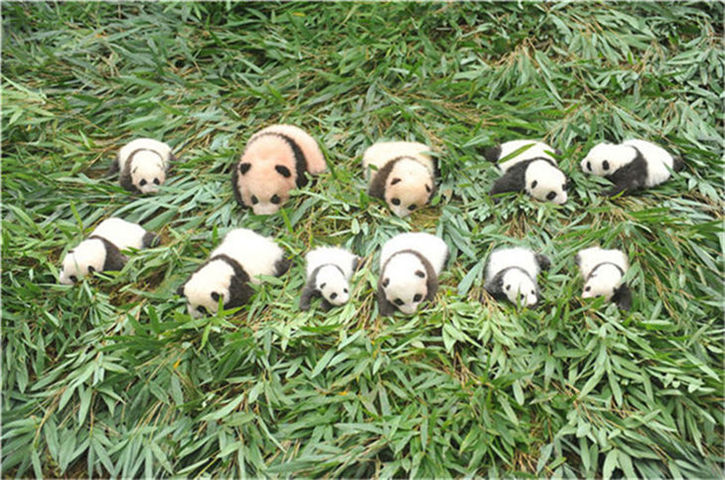 この可愛(ài)さに耐えられるか？今年生まれたパンダの赤ちゃん36頭勢(shì)ぞろい
