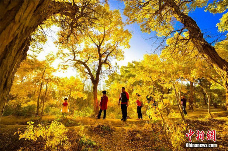 秋色に染まり、観光客惹きつける敦煌の広大なコヨウの林