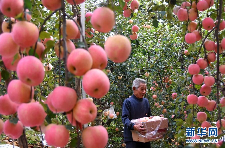 秋の山東省、リンゴの収穫シーズン迎えた村
