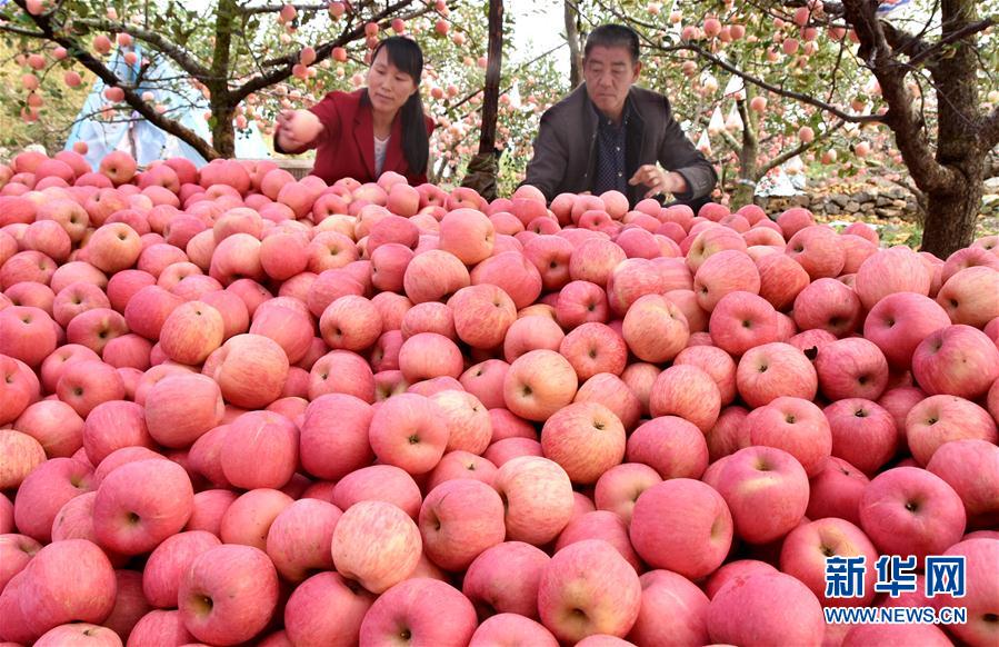 秋の山東省、リンゴの収穫シーズン迎えた村