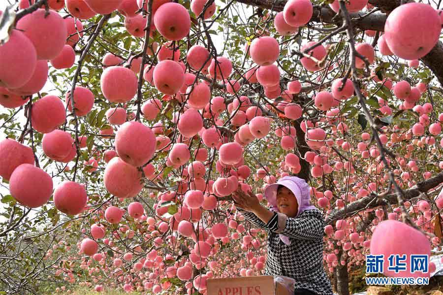 秋の山東省、リンゴの収穫シーズン迎えた村