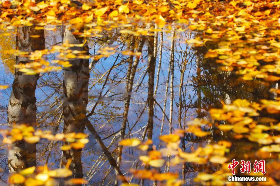 秋深まるカナス景勝區(qū)、まるでファンタジーの世界　新疆