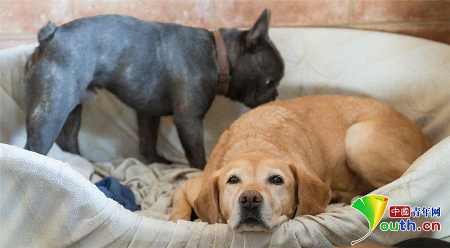 大きなベッドにモーニングサービスも！ドイツのペットホテル　