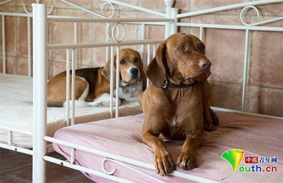 大きなベッドにモーニングサービスも！ドイツのペットホテル　