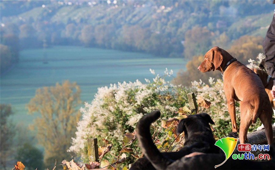 大きなベッドにモーニングサービスも！ドイツのペットホテル　