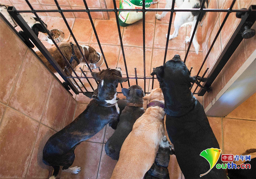 大きなベッドにモーニングサービスも！ドイツのペットホテル　