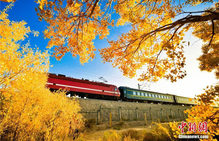 秋色に染まり、観光客惹きつける敦煌の広大なコヨウの林