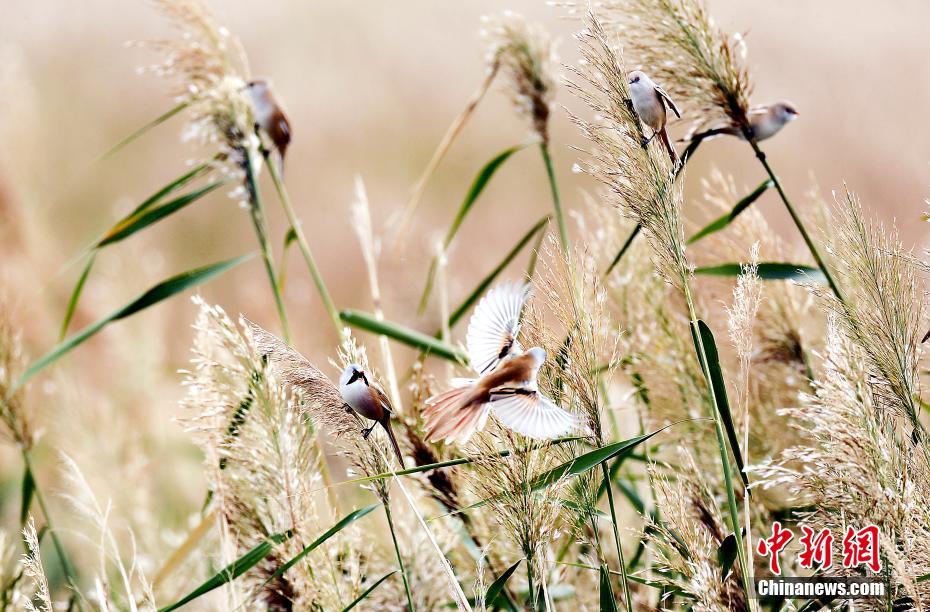 生態(tài)環(huán)境改善した中國最大の塩湖　多くの保護動物が越冬に訪れる　青海省
