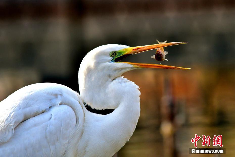 生態(tài)環(huán)境改善した中國最大の塩湖　多くの保護動物が越冬に訪れる　青海省