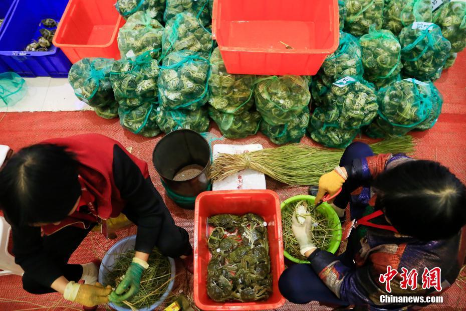 上海ガニのシーズン到來　カニを縛る職人たちの月収はなんと1萬元以上！