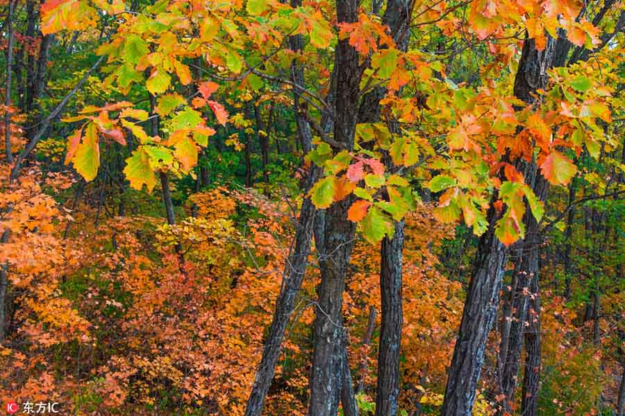 秋の色広がる　黒竜江省の烏蘇里江國家森林公園 