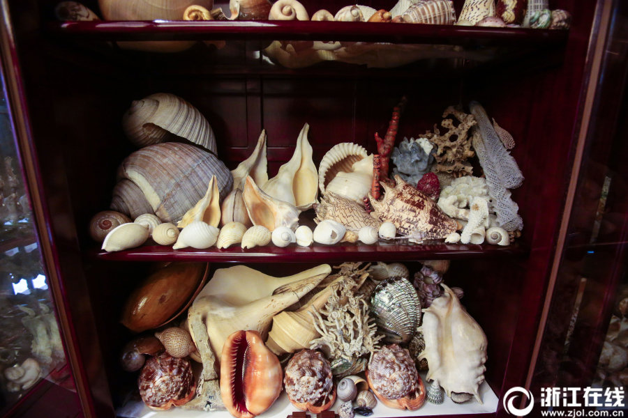 まるで博物館！杭州市の男性が78年かけて集めた三千種類以上の貝殻