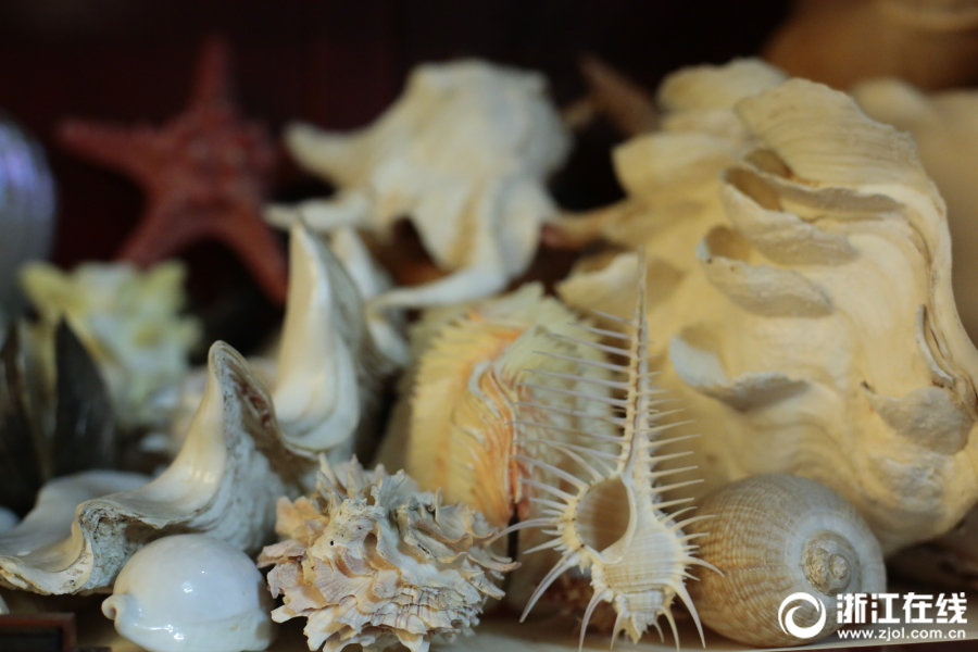まるで博物館！杭州市の男性が78年かけて集めた三千種類以上の貝殻