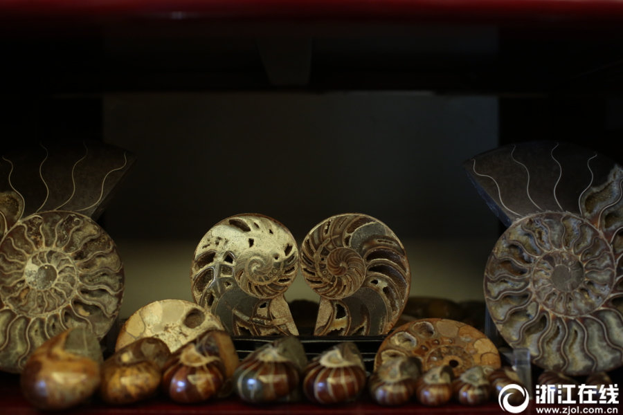 まるで博物館！杭州市の男性が78年かけて集めた三千種類以上の貝殻