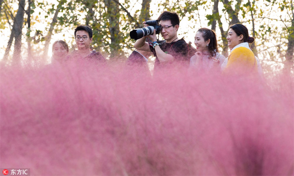 南京の堤防に美しいピンクの花の海が出現(xiàn)