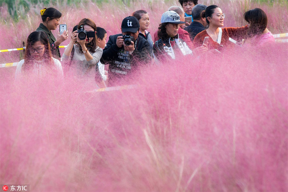 南京の堤防に美しいピンクの花の海が出現(xiàn)
