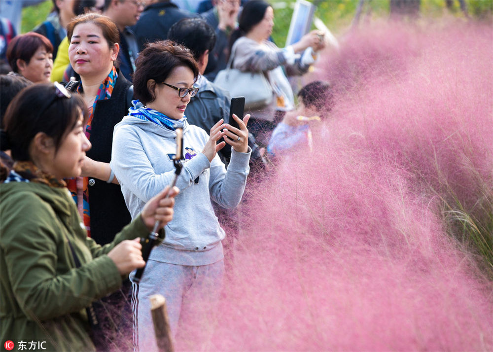 南京の堤防に美しいピンクの花の海が出現(xiàn)
