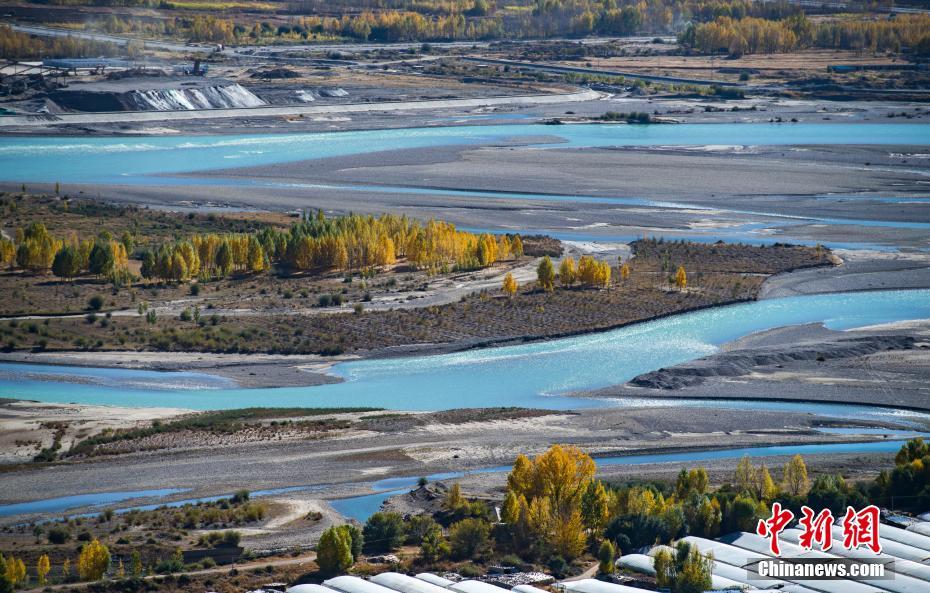 高原のチベットにも秋の色　隨所に黃金色の木々