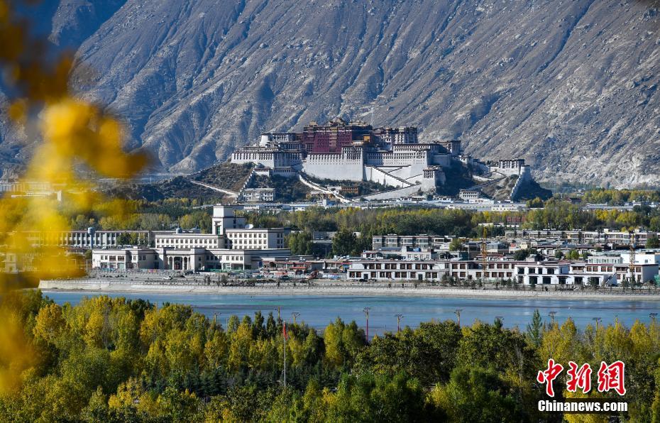 高原のチベットにも秋の色　隨所に黃金色の木々