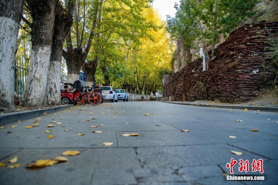 高原のチベットにも秋の色　隨所に黃金色の木々