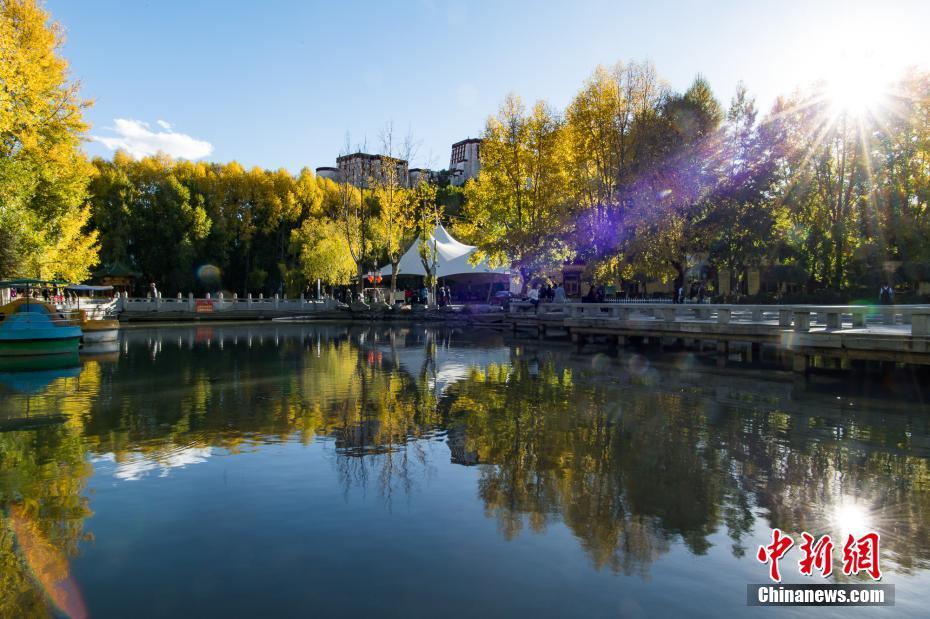 高原のチベットにも秋の色　隨所に黃金色の木々