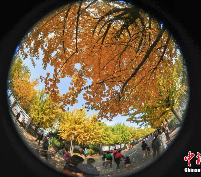 瀋陽農業(yè)大學のイチョウが黃金色に色づく　趣ある秋の雰囲気に