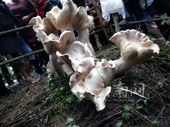 雲(yún)南で食用可能な巨大キノコ発見