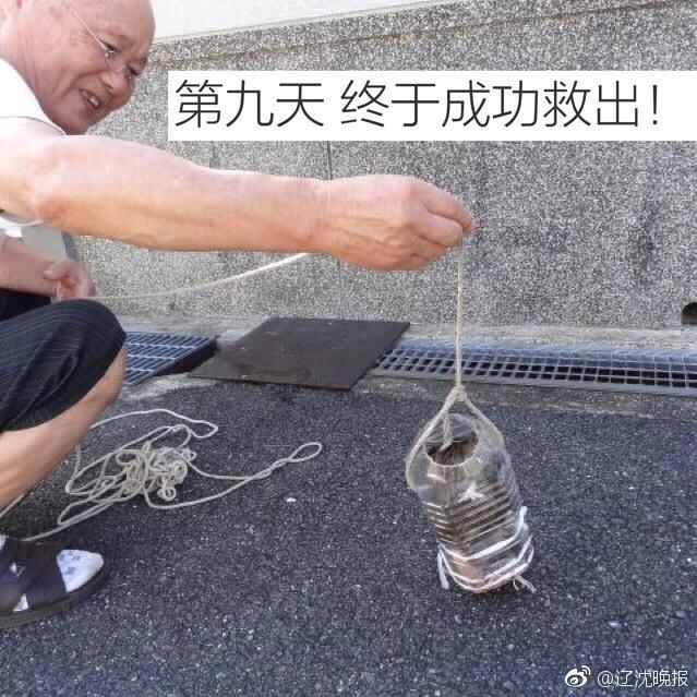 自作のペットボトルバケツで排水溝の奧に落下した子貓を救出　日本