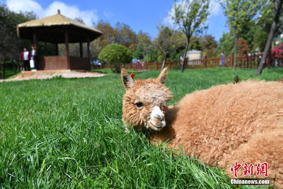 「脫走」常習(xí)犯のアルパカ、大學(xué)校內(nèi)で學(xué)生らの歓聲浴びる　雲(yún)南
