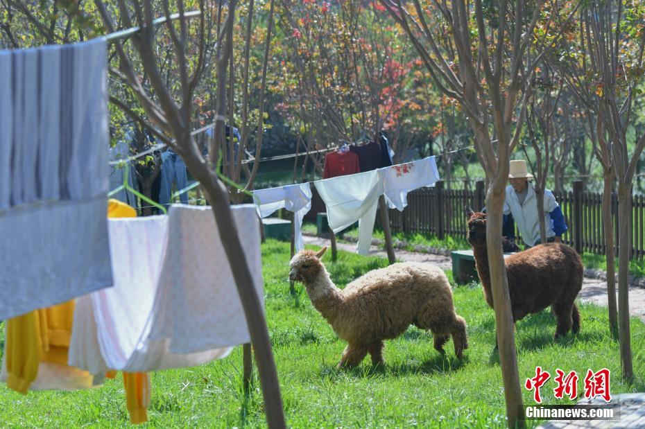 「脫走」常習(xí)犯のアルパカ、大學(xué)校內(nèi)で學(xué)生らの歓聲浴びる　雲(yún)南