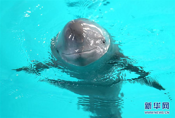 絶滅危懼種のスナメリ、中國(guó)が科學(xué)観測(cè)を再開へ