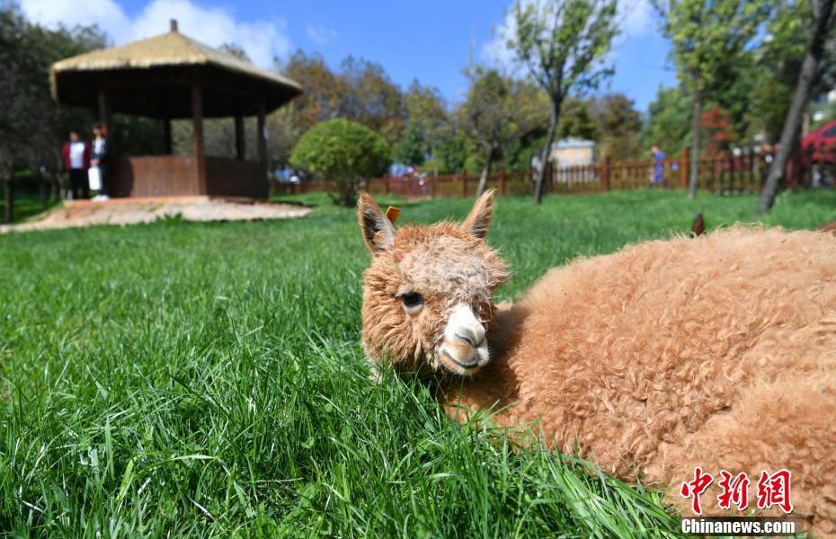 「脫走」常習(xí)犯のアルパカ、大學(xué)校內(nèi)で學(xué)生らの歓聲浴びる　