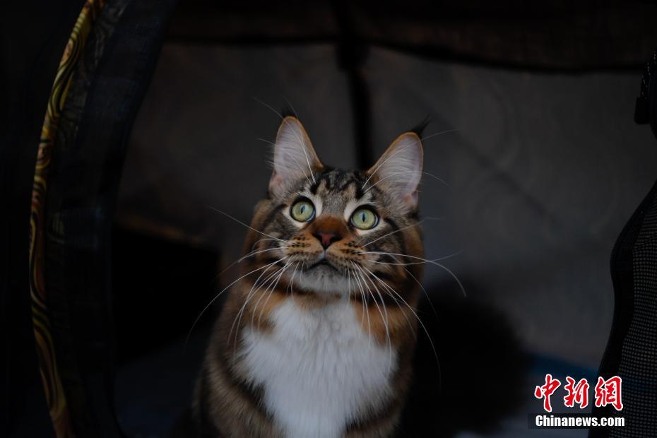 雲(yún)南初のCFAキャットショー開催　愛くるしいネコが勢ぞろい