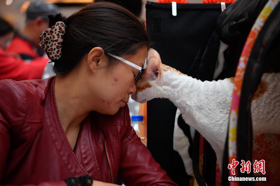 雲(yún)南初のCFAキャットショー開(kāi)催　愛(ài)くるしいネコが勢(shì)ぞろい