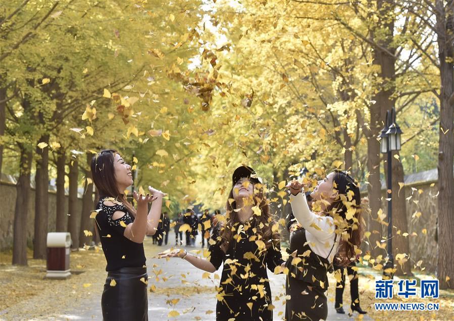 円明園のイチョウ並木、見頃を迎える　北京市