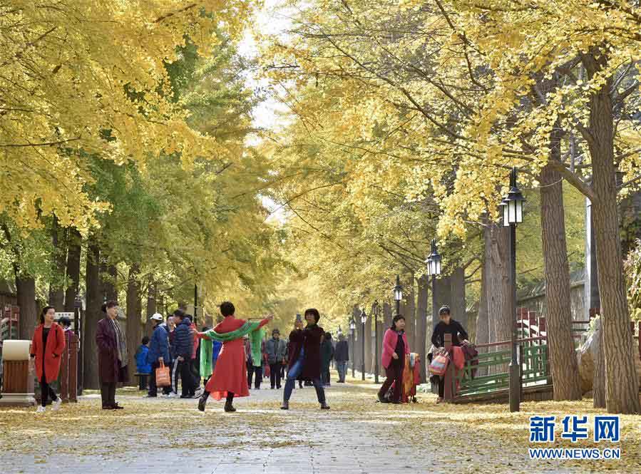 円明園のイチョウ並木、見頃を迎える　北京市