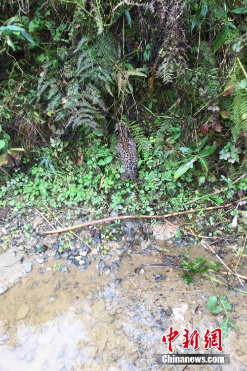 希少動物のヤマネコの資料映像の撮影成功　湖北省自然保護區(qū)