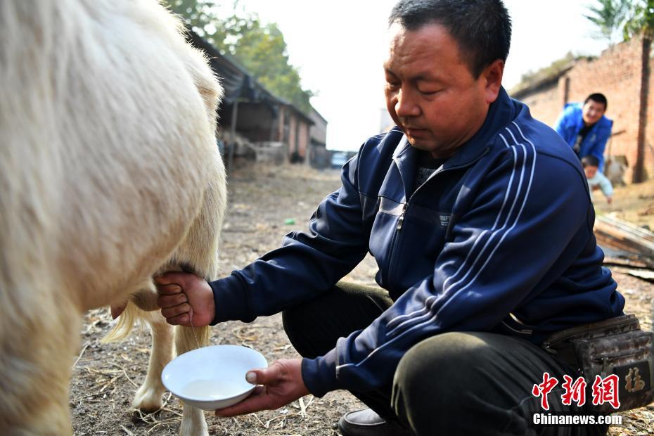 搾乳できる雄ヤギ発見、子ヤギにも遺伝確認　河北省