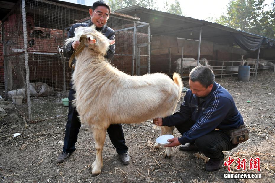 搾乳できる雄ヤギ発見、子ヤギにも遺伝確認(rèn)　河北省